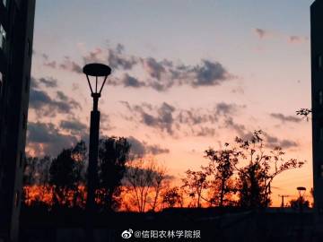 解“力爭上游”指什么生肖