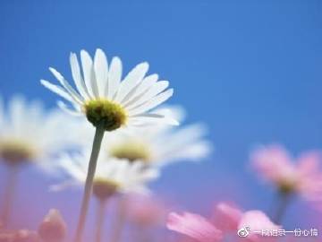 解“無可言狀”指什么生肖